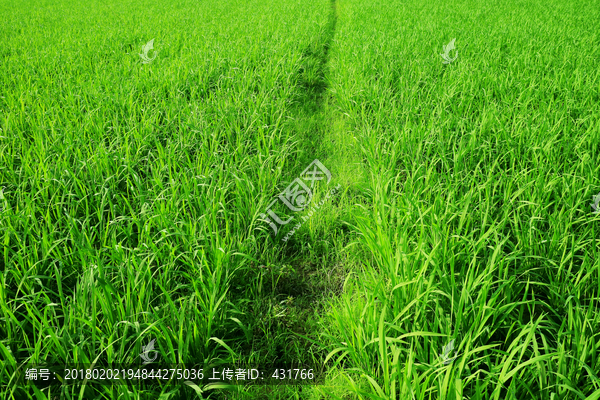 水稻,稻田