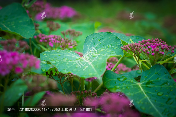 叶子上的雨滴