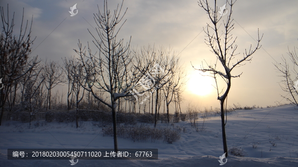 雪地,朝阳