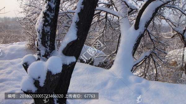 雪地,树林