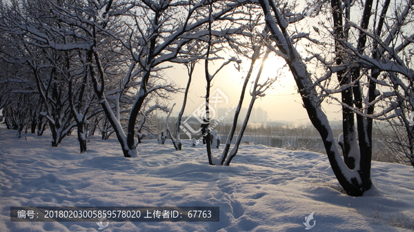 雪地,树林