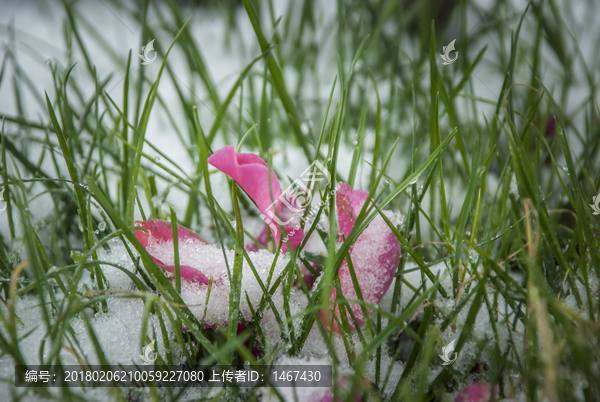 雪上的花瓣