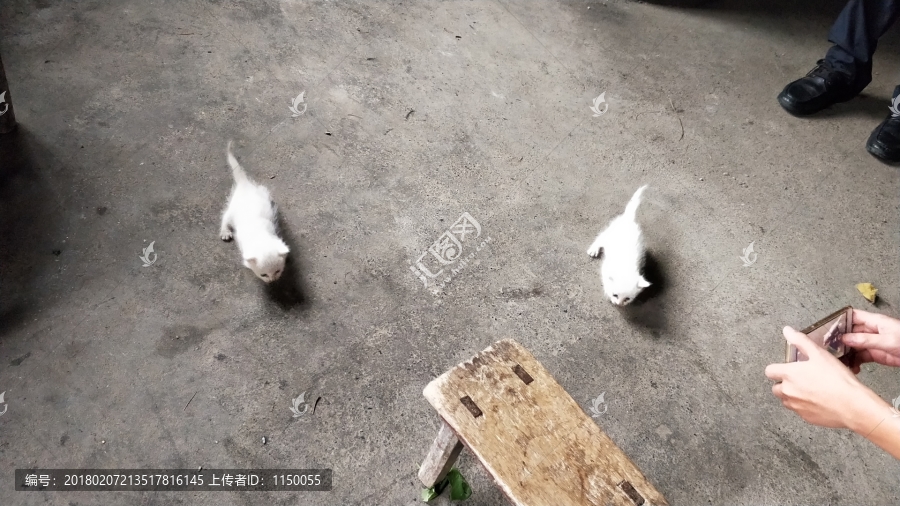 白猫宠物