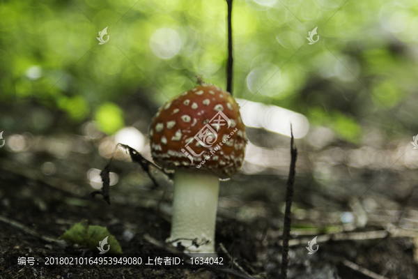 喇叭沟门,野生菌