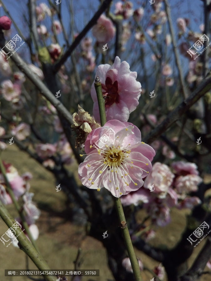美丽的梅花