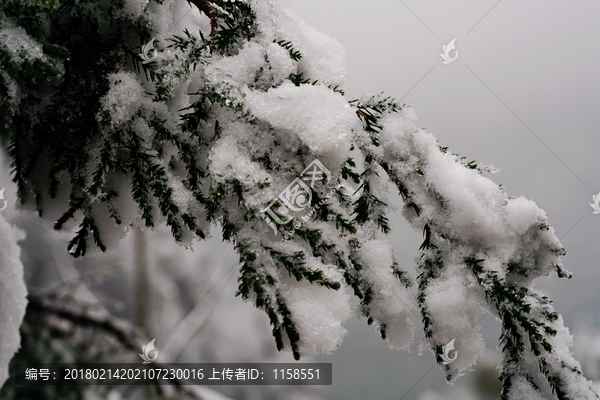 生态雪景