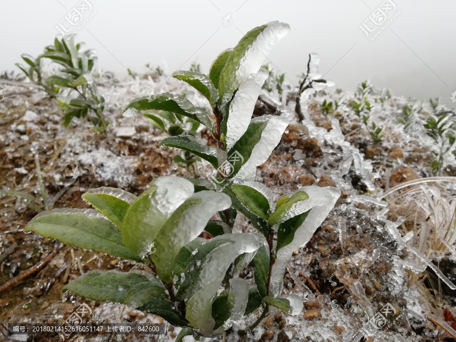 冰冻的小茶树