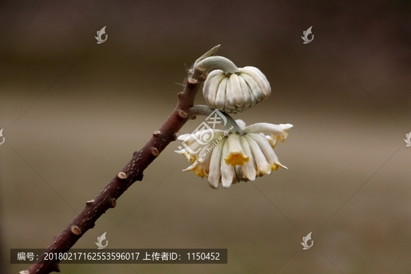 梦花迎春开,（6）