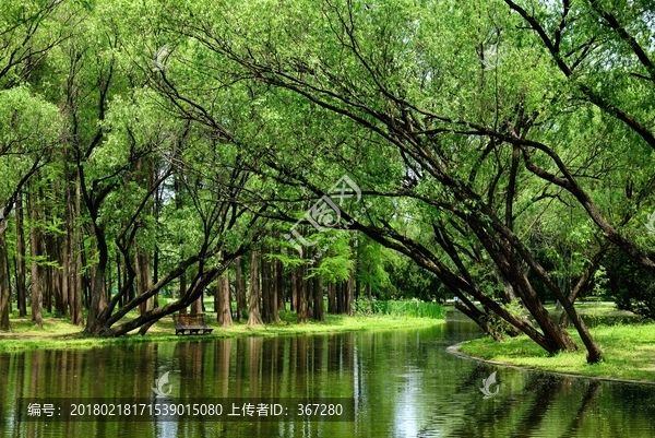 绿树成荫的宁静湖滨