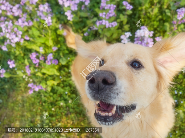 金毛巡回猎犬