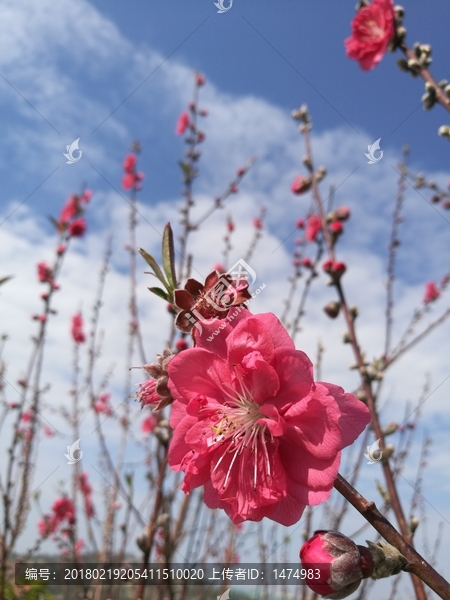 桃花