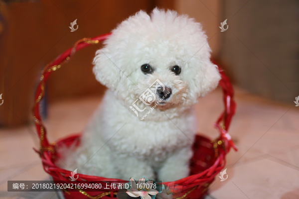 比熊犬,狗年旺旺