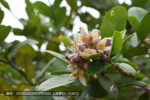 柠檬树的花卉图片