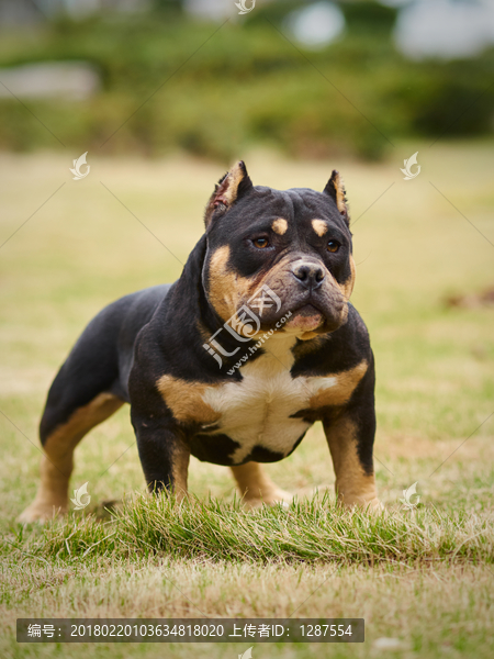 美国恶霸犬
