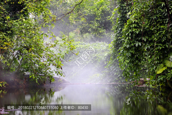 热带雨林植物园区