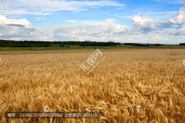 小麦,麦田,丰收,麦穗,麦子