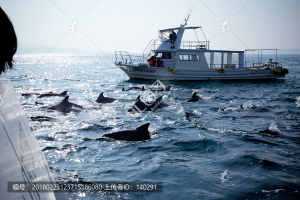 日本天草看海豚