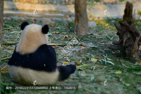 大熊猫背影高清摄影大图素材