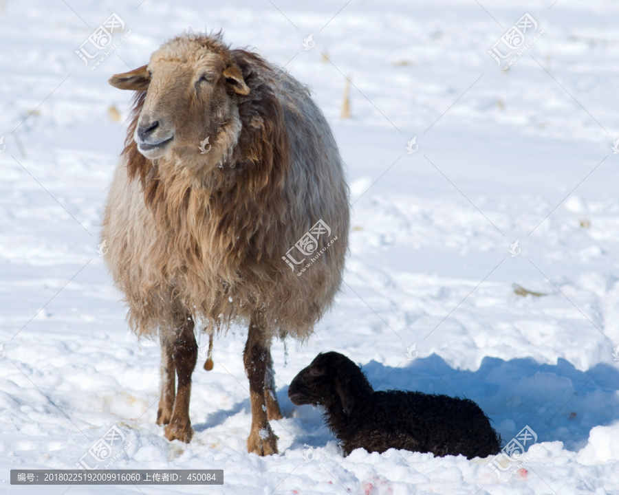 雪地小羊羔