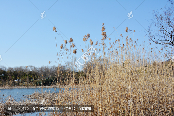 湖边芦苇丛