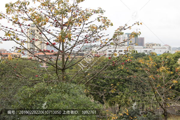 黄江人民公园中的树