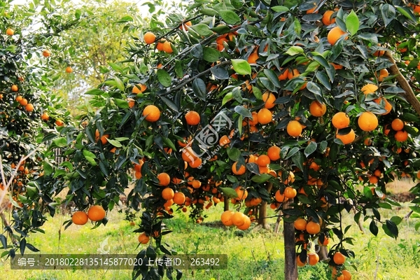 柑橘,青果树