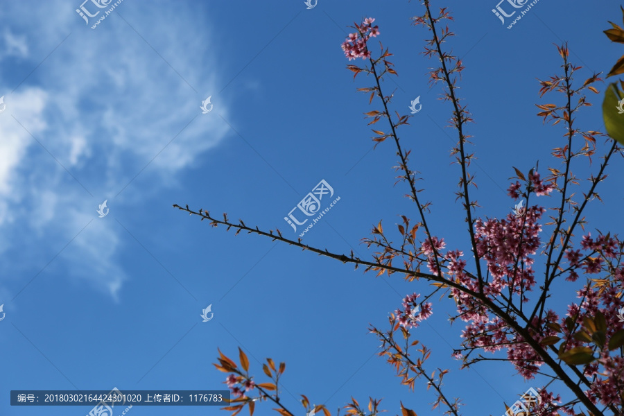 蓝天白云,冬樱花,樱花,白云