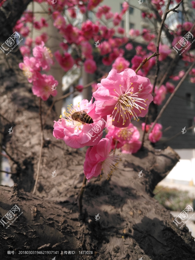 梅花,,蜜蜂