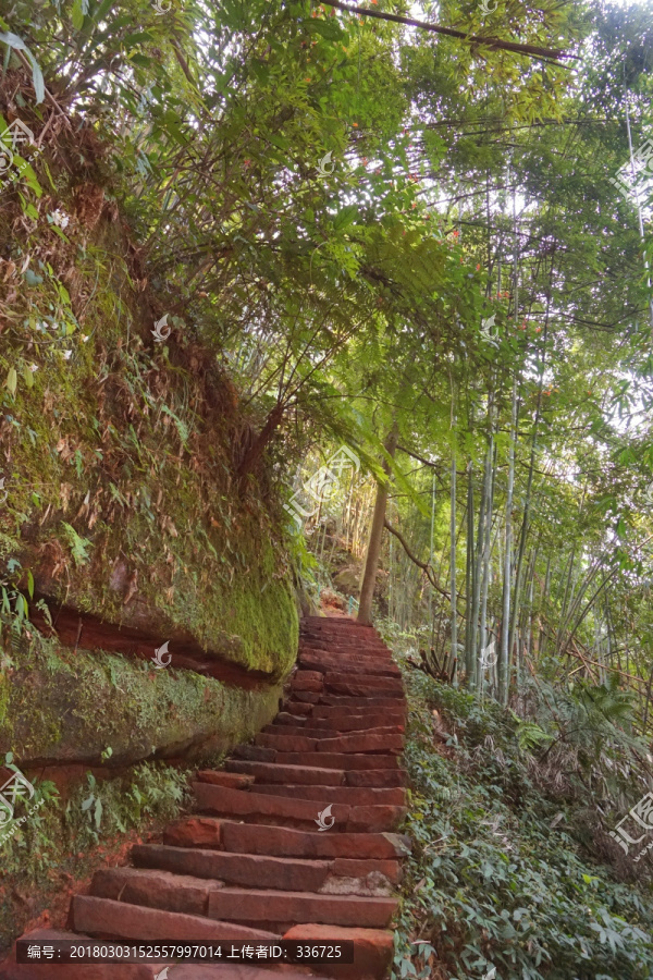 竹林,小路,石梯台阶