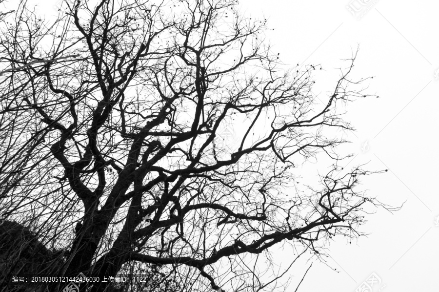 黑白照片 冬天 柿子树