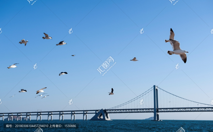 海鸥,蓝天,,跨海大桥