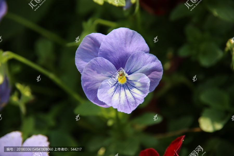 紫色三色堇花朵