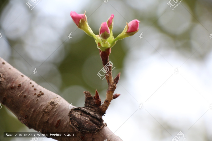 樱花,花蕾,花苞