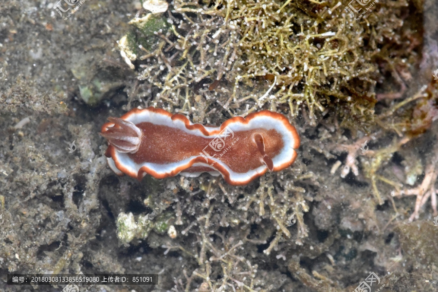 红边多彩海蛞蝓