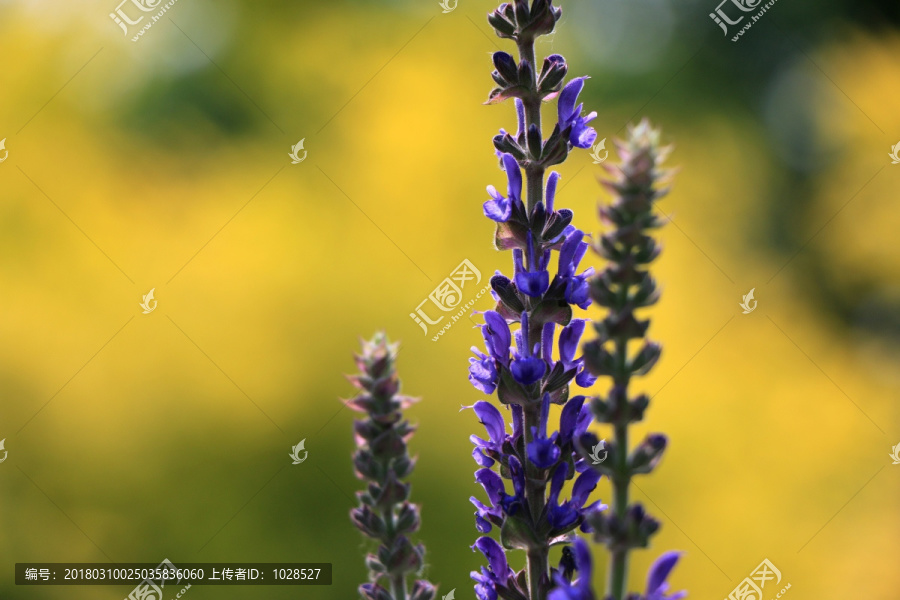 薰衣草
