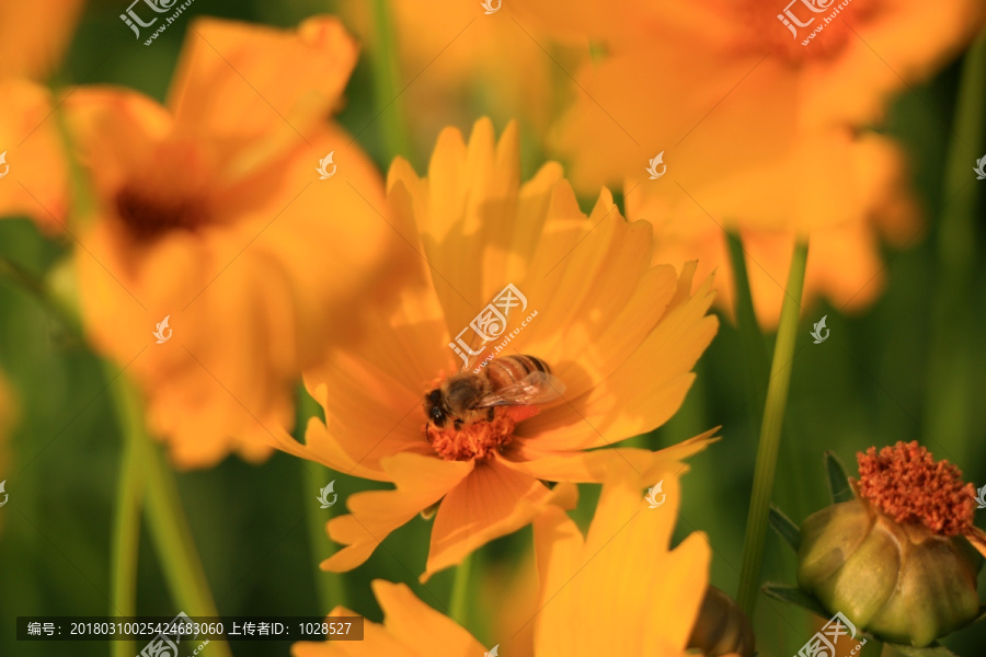 黄花,蜜蜂