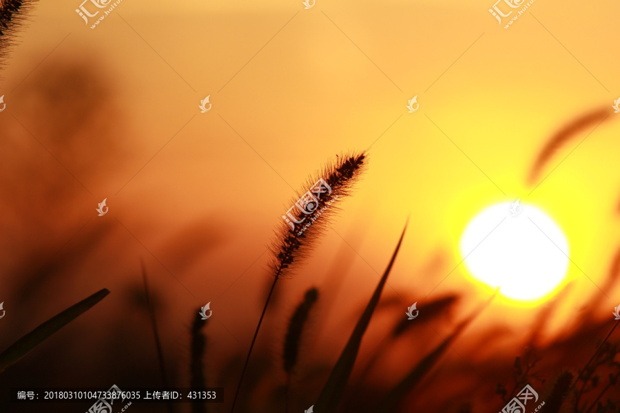 夕阳下的狗尾草