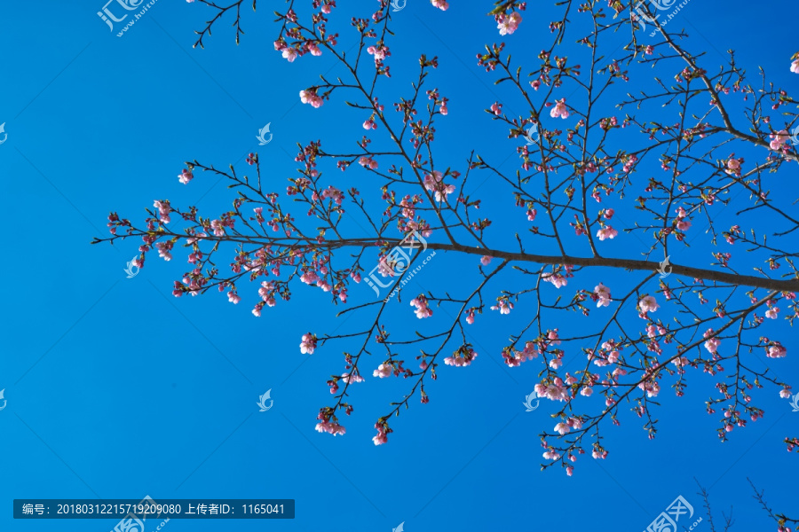 樱花树,大渔樱,高清大图