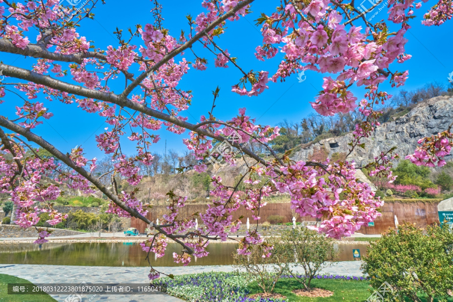 樱花树,河津樱,高清大图