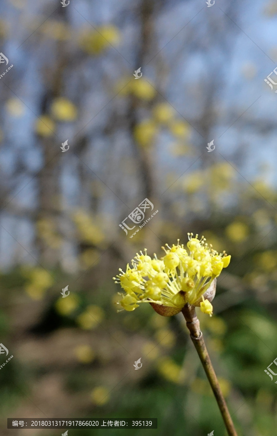 山茱萸花