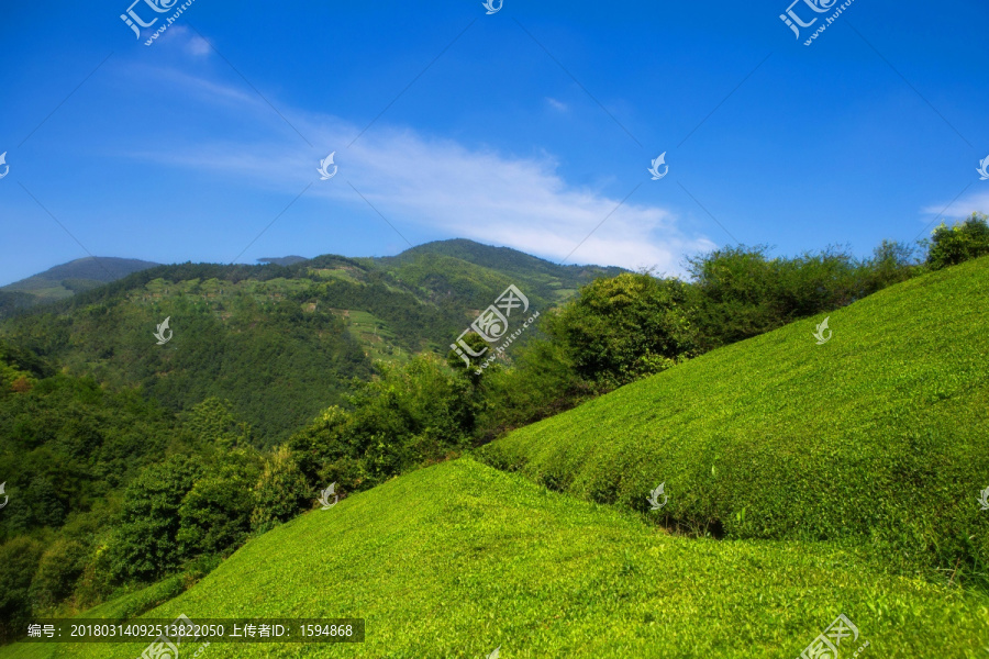 茶鲜叶,茶园,茶素材,蓝天白云