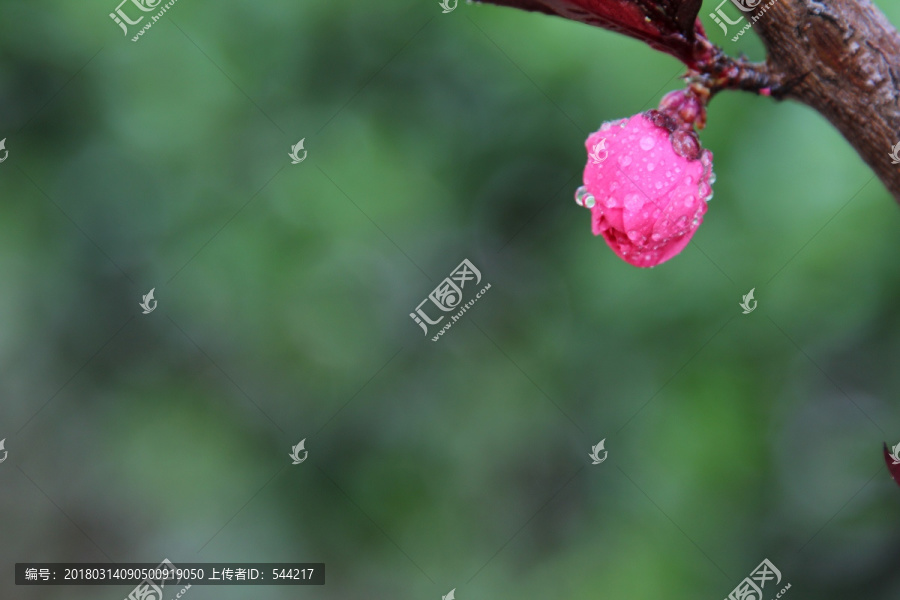 粉红的桃花花苞