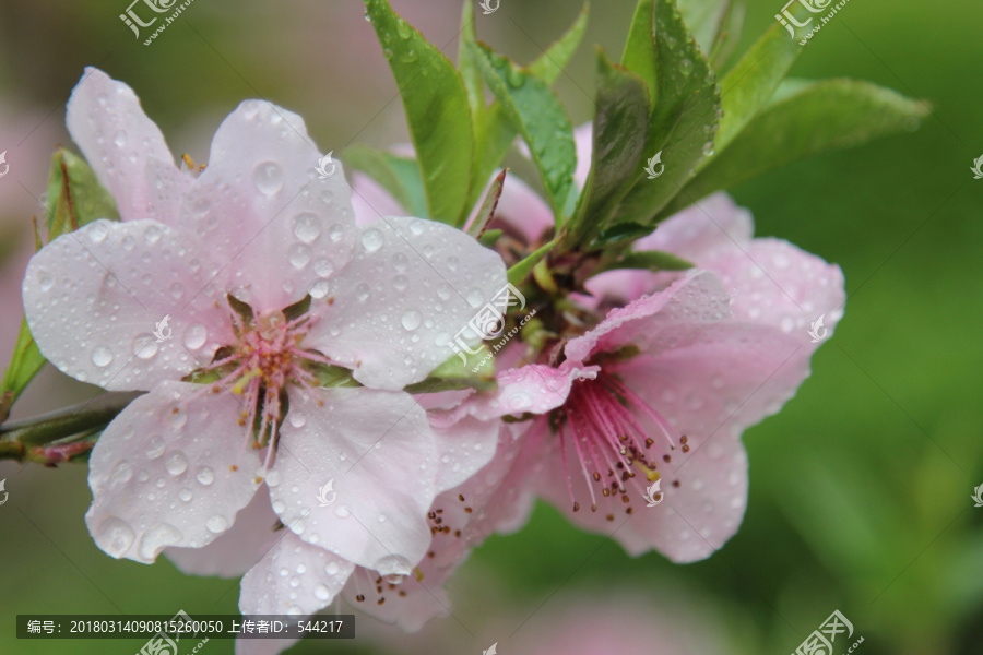 雨中盛开的桃花