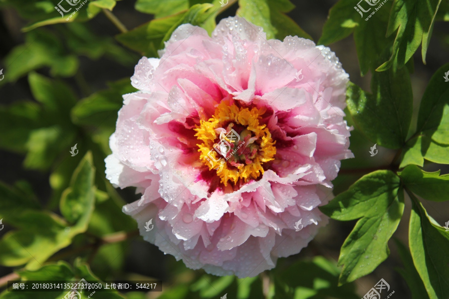 粉白色的牡丹花花朵