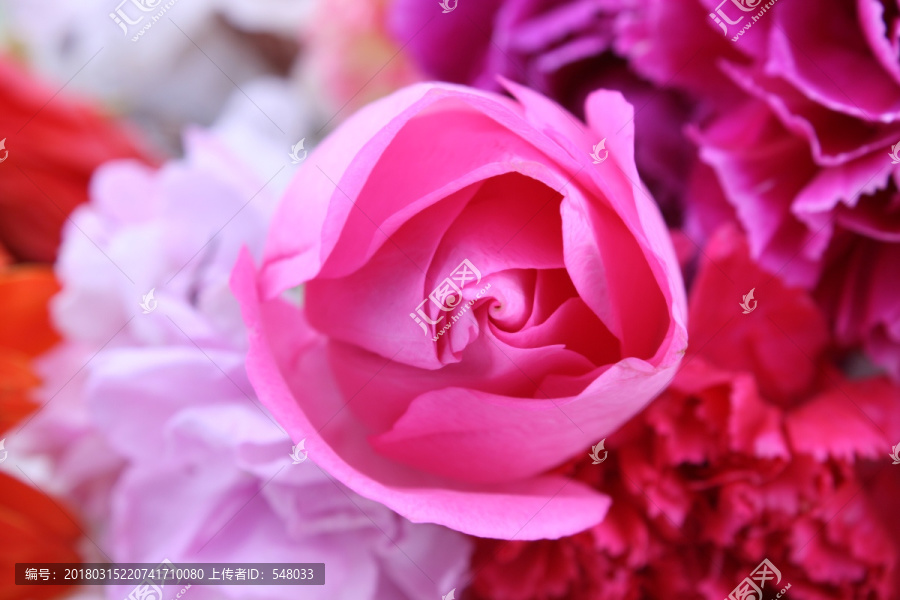 玫瑰花,紫罗兰