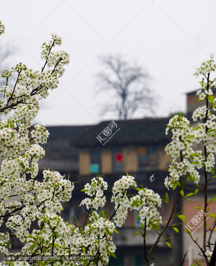 故乡的梨花