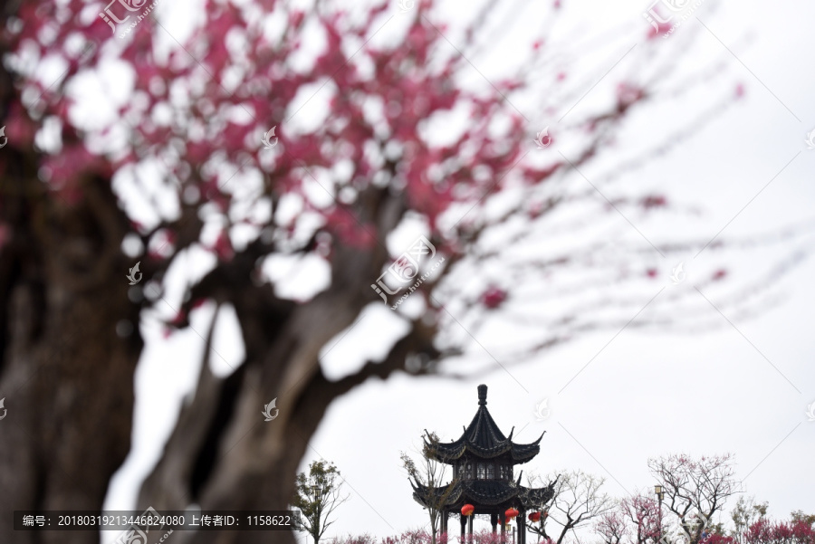 梅花前景素材