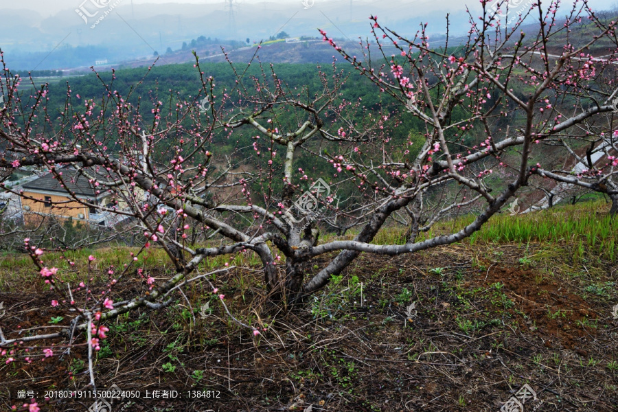 桃花,桃树,桃园