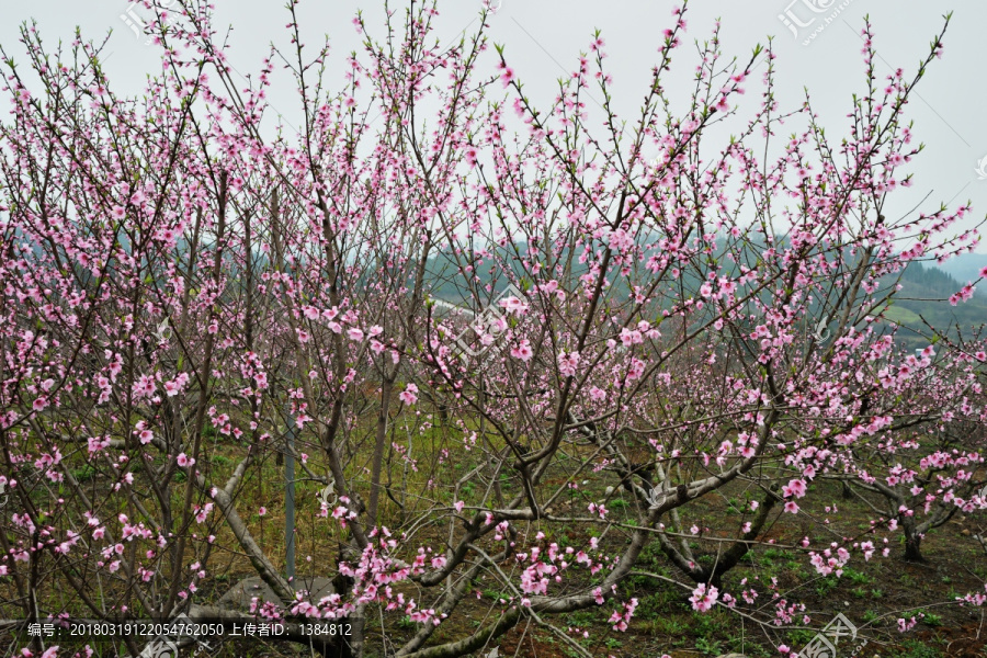 桃花,桃树