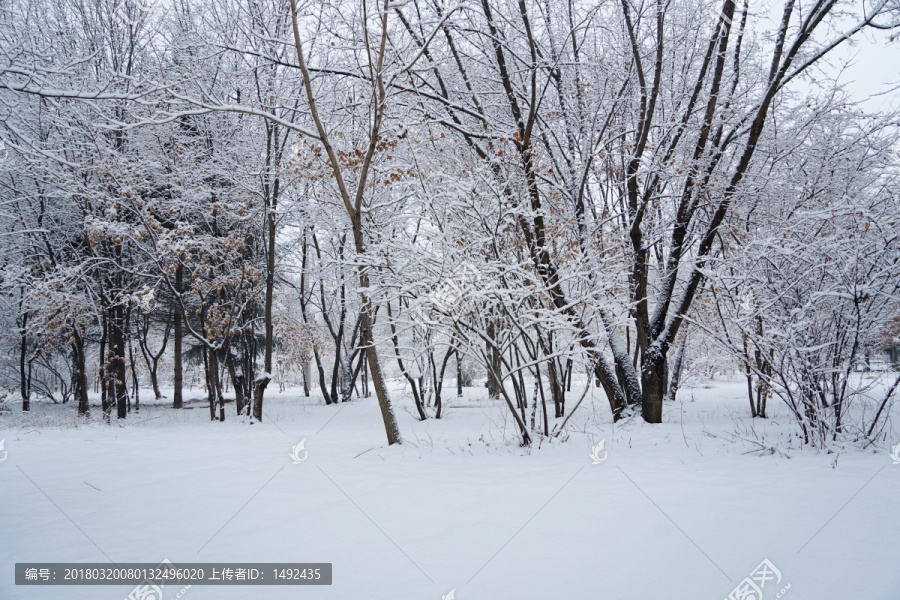 雪景